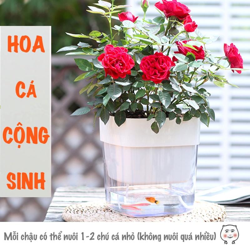 Chậu cây để bàn Oliz G2 Clear. Chậu trồng cây có chức năng tự tưới nước cho cây. Trang trí văn phòng, bàn làm việc
