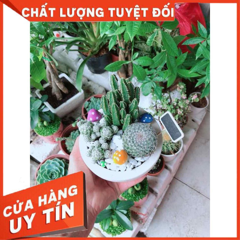 Chậu xương rồng mix Nhiều Người Mua