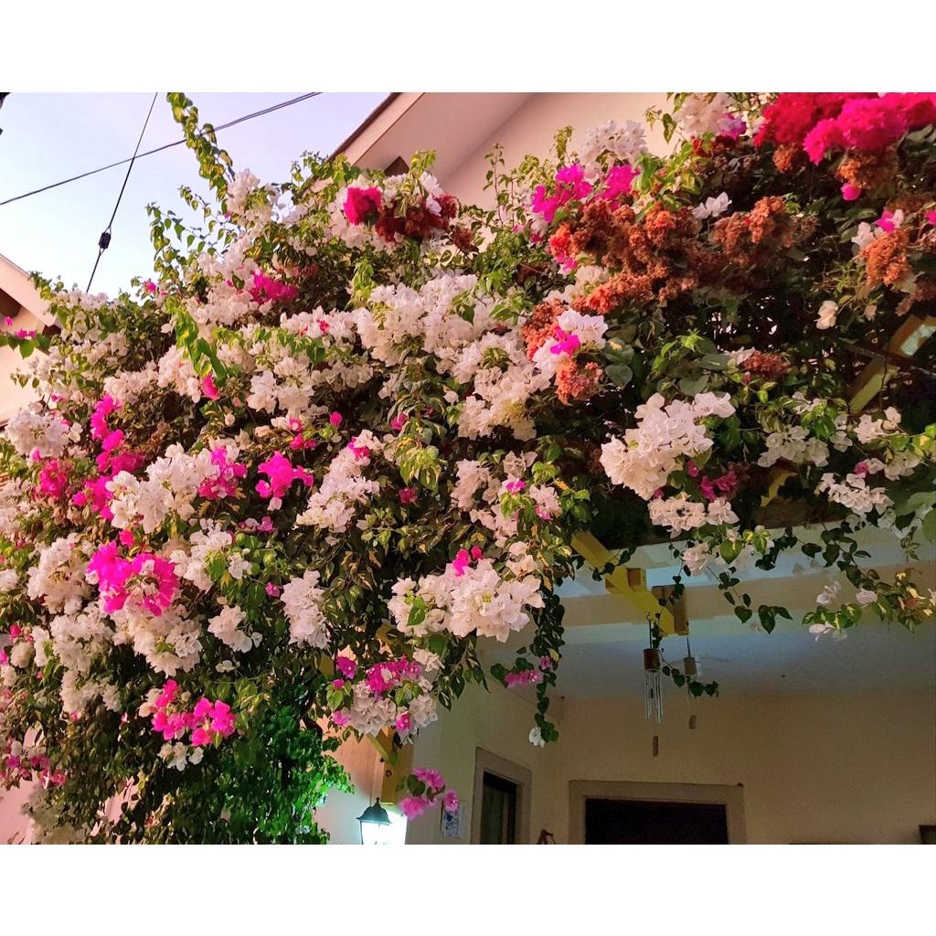 CHẬU HOA GIẤY ĐỦ MÀU, CHẬU HOA GIỐNG, GIÁ SIÊU RẺ