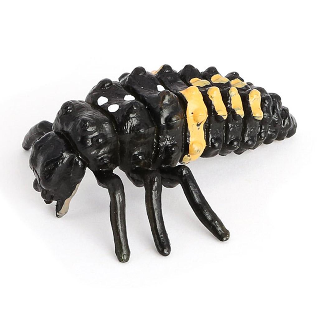 Life Cycle of A - Includes Egg, Larva, Pupa, And Educational