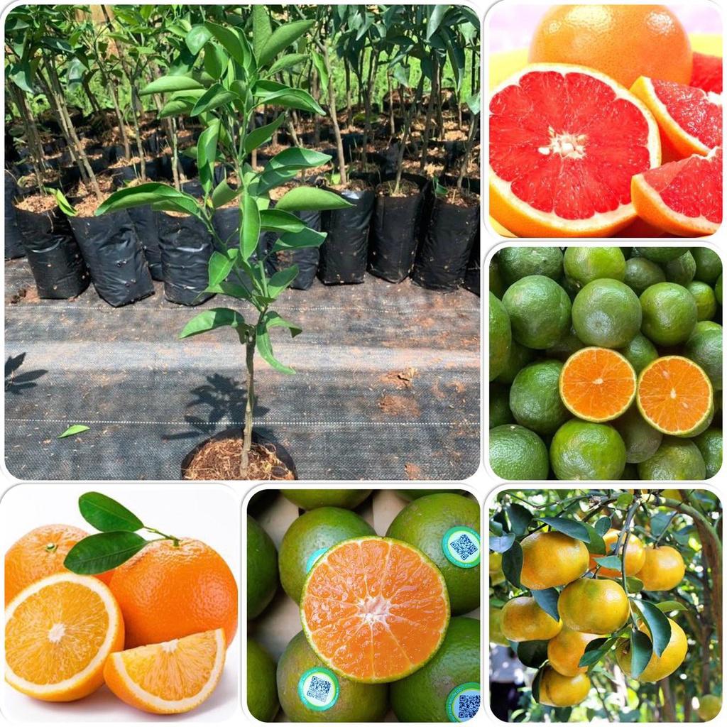 CÂY GIỐNG CAM CARA RUỘT ĐỎ KHÔNG HẠT .