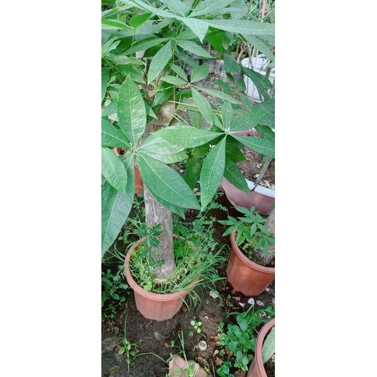 Kim Ngân 1 Thân Lớn