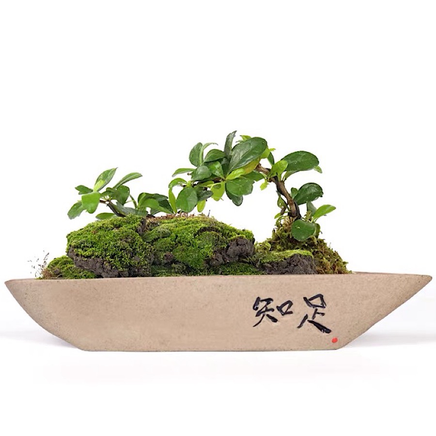 CHẬU CÂY , HỒ CÁ VÀ ÔNG LÃO CÂU CÁ TÍ HON ĐỂ BÀN TRANG TRÍ