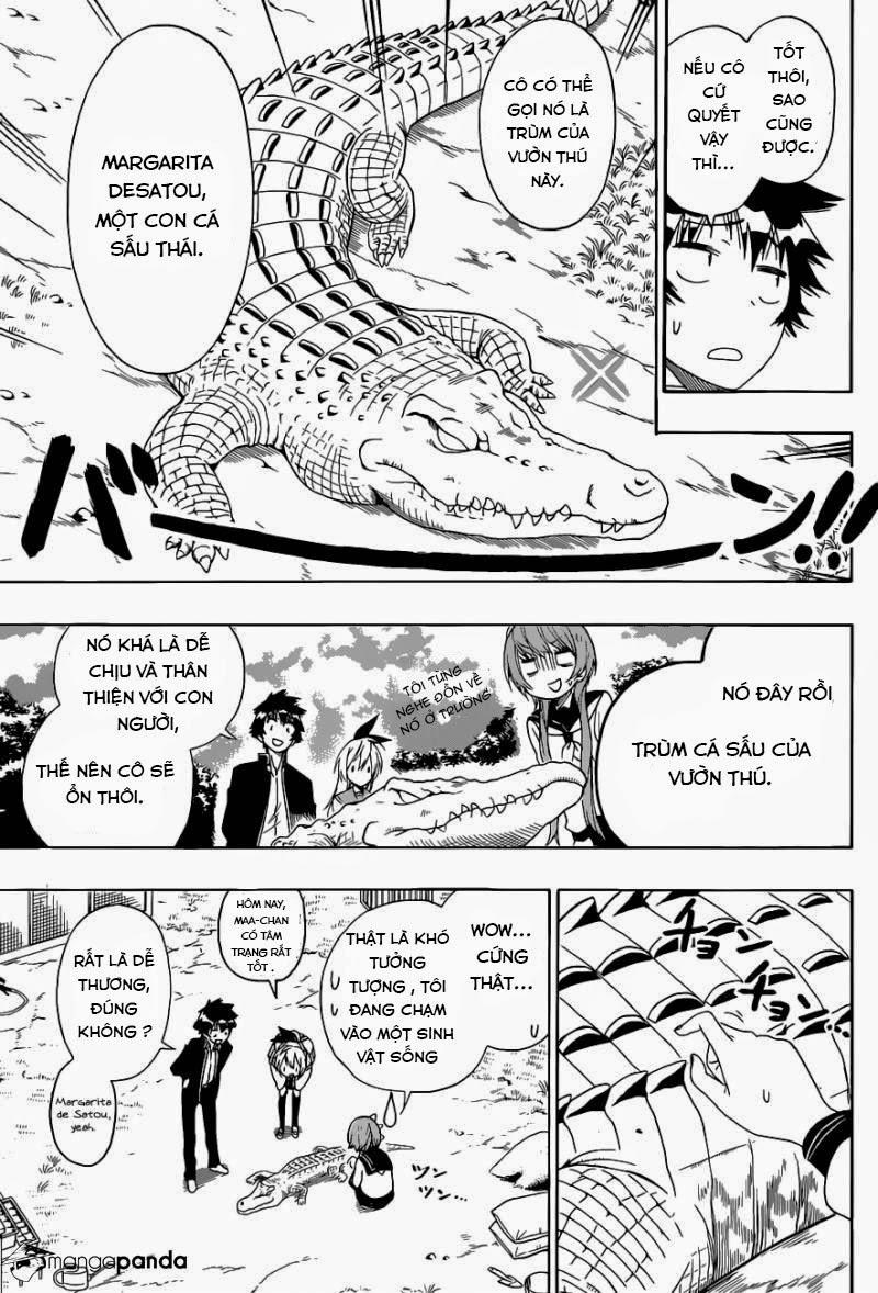 nisekoi - tình yêu giả tạo chapter 142 11