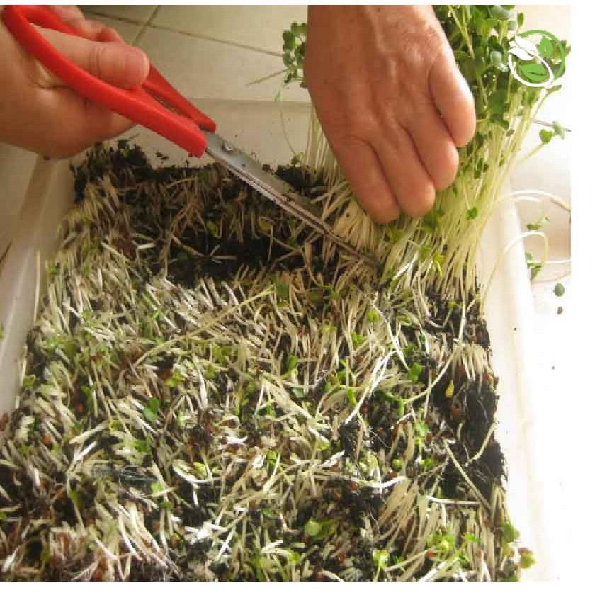 Hạt giống rau ăn mầm thảo dược mêthi -1 gói 20 gram