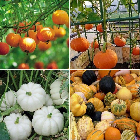 Hạt giống Bí Ngô tí hon, bí ngô mini