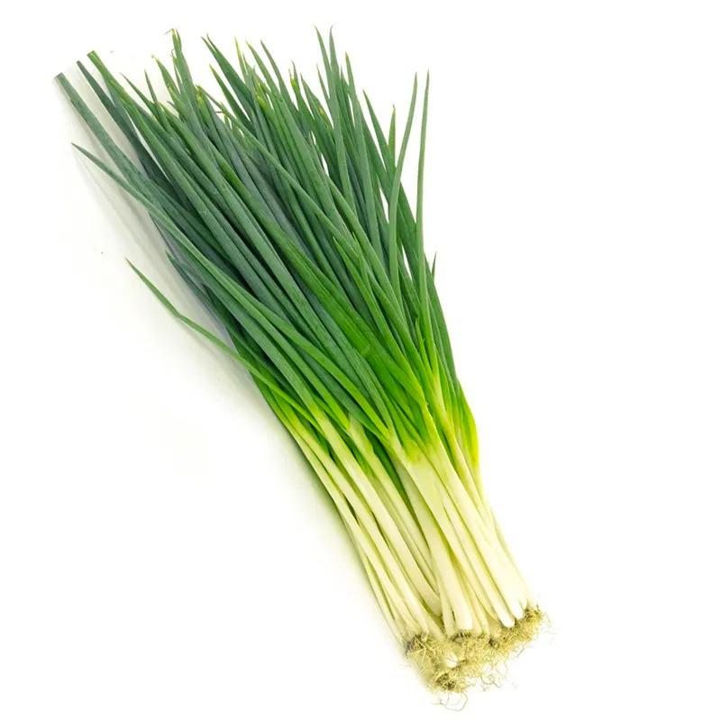 Hạt giống Hành Hương, nhanh thu hoạch, dễ trồng, nảy mầm và năng suất cao