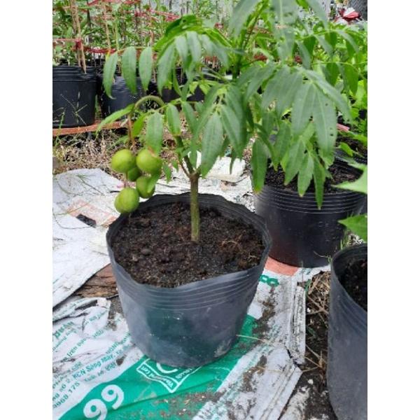Cây Cóc Có Trái Trồng Chậu