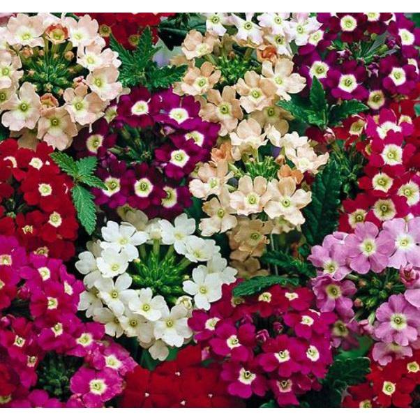 Hạt Giống Hoa Cúc Vân Anh Mix -
