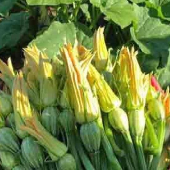 Hạt giống bí siêu nụ lai F1,Bí đậu ăn non-gói 10 hạt-tặng kèm gói phân bón lót