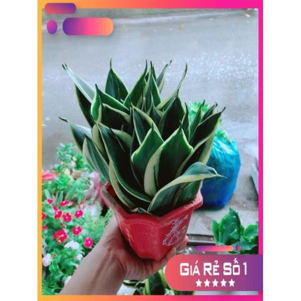 Chậu Lưỡi Hổ Thái Xanh