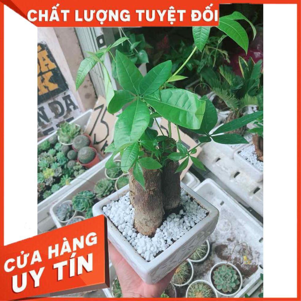 Chậu kim ngân 3 thân Nhiều Người Mua