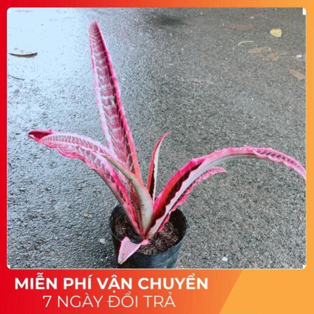 Cây Dứa Đuôi Phụng