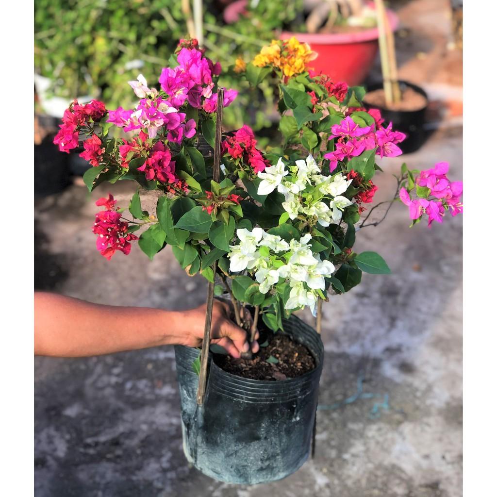 Chậu hoa giấy 3 màu