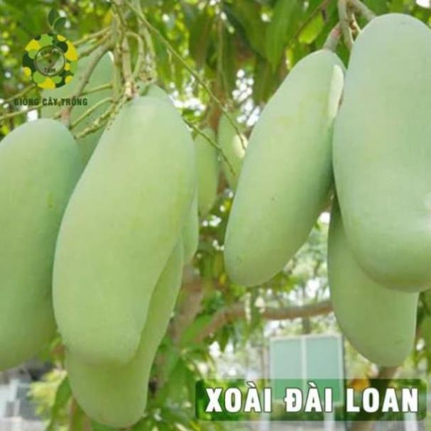 Cây xoài Đài Loan giống