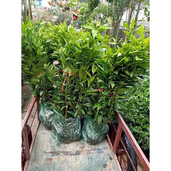 Cây giống Vối Nếp