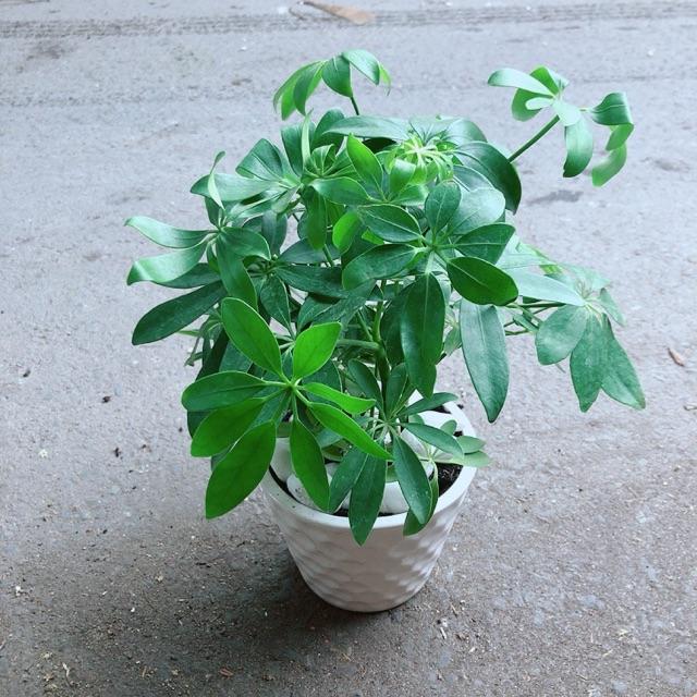 Chậu Cây Ngũ Gia Bì Đuổi Muỗi Tốt
