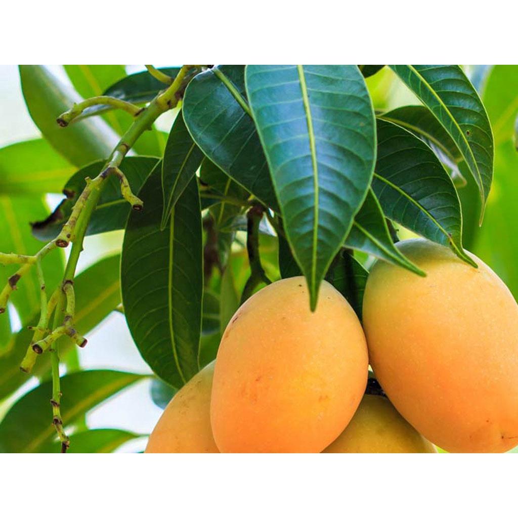 Cây giống Xoài Thanh Ca trồng chậu được.
