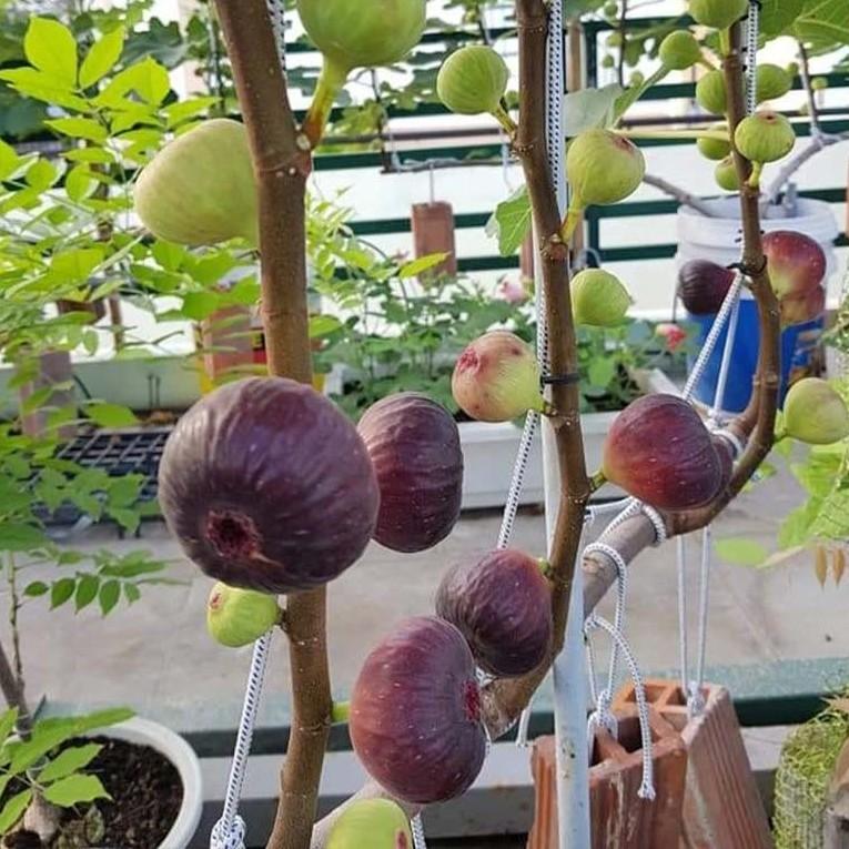CÂY GIỐNG SUNG MỸ SIÊU TRÁI VỊ NGỌT QUẢ TO 6 THÁNG RA QUẢ