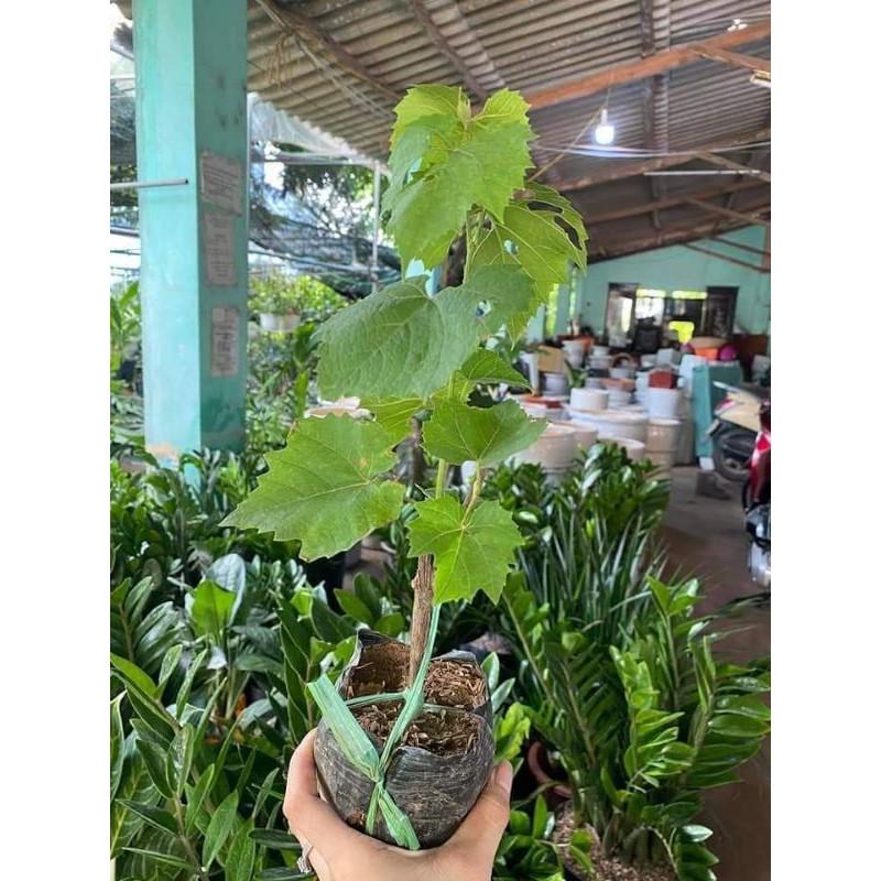 CÂY GIỐNG NHO NGÓN TAY