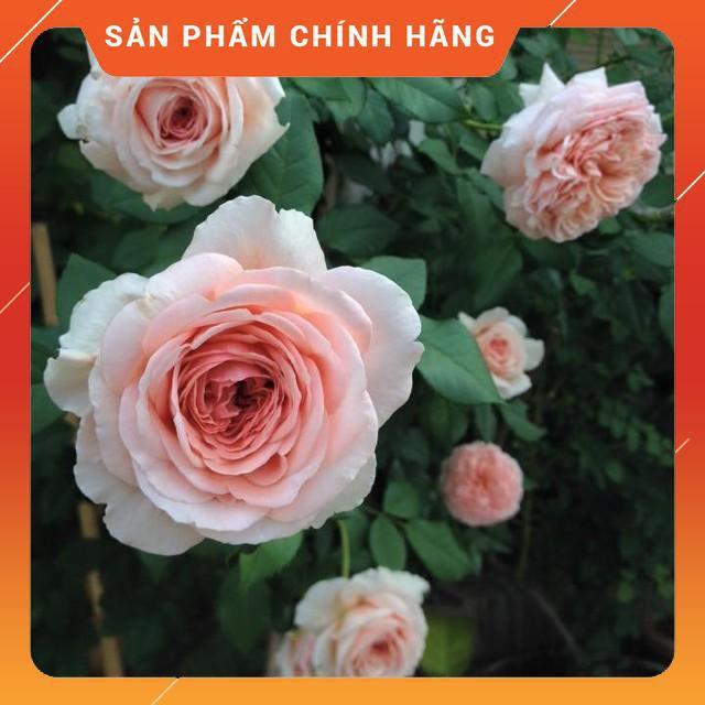 Combo 3 cây giống hoa hồng ngoại gốc đại