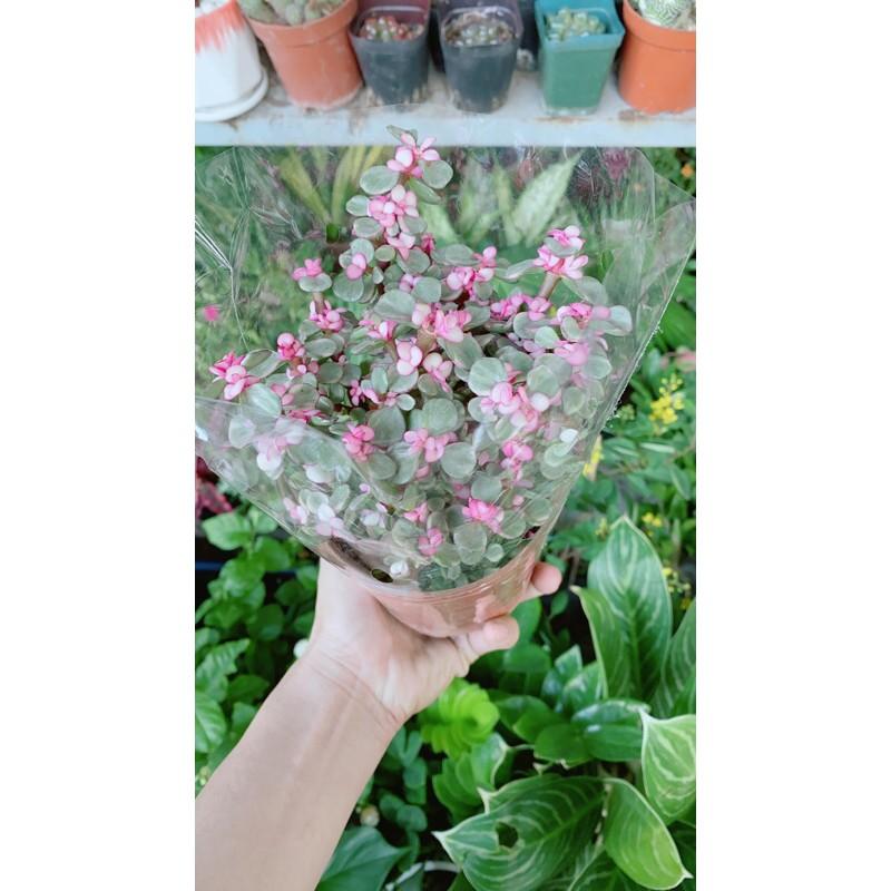 Cành Vàng Lá Ngọc