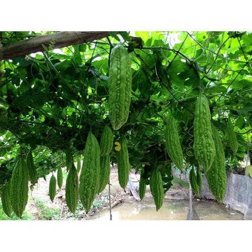 Hạt giống khổ qua F1 - khổ qua tiểu long siêu trái