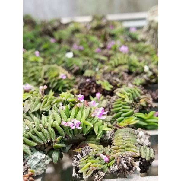 Lan chân rết mini thích hợp Terarrium bán cạn