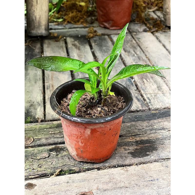 Cây Ruellia angustifolia Mexico Pink (Cỏ Cảnh Mexico) chậu nhựa 8cm