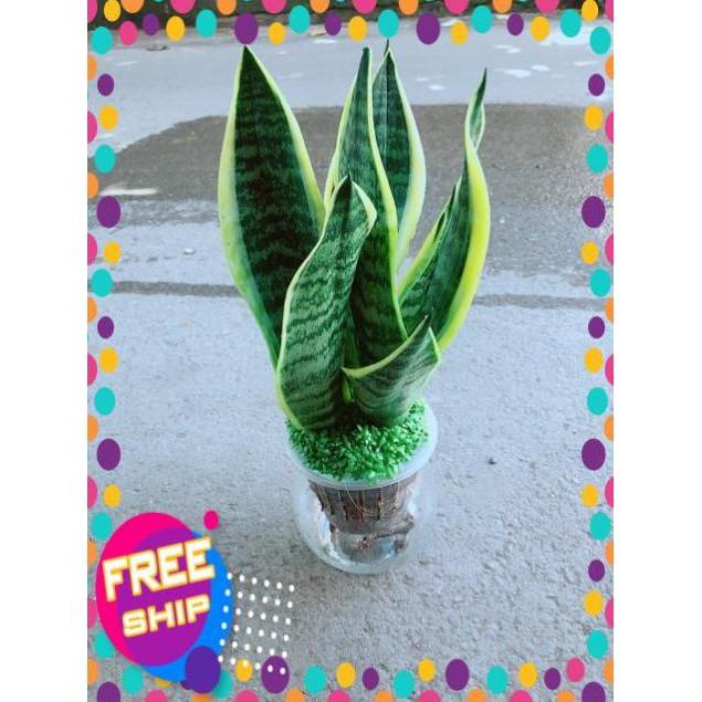 Chậu Lưỡi Hổ Thuỷ Sinh