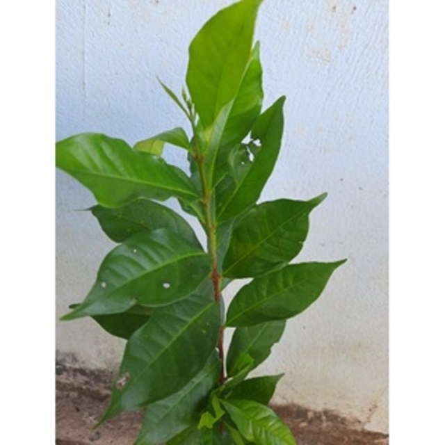 Cây sắn thuyền ươm hạt cao khoảng 50cm