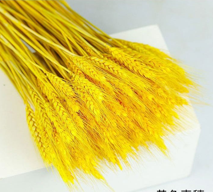Bông lúa mạch vàng trang trí hoa khô decor phụ kiện chụp ảnh xinh xắn