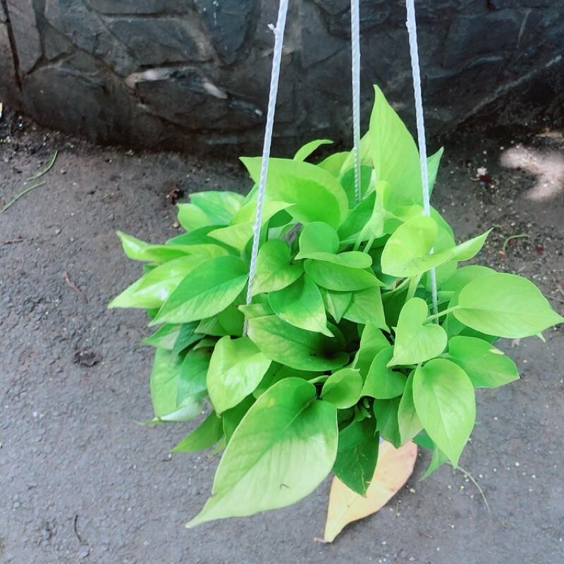 Trầu Bà Thái Vàng