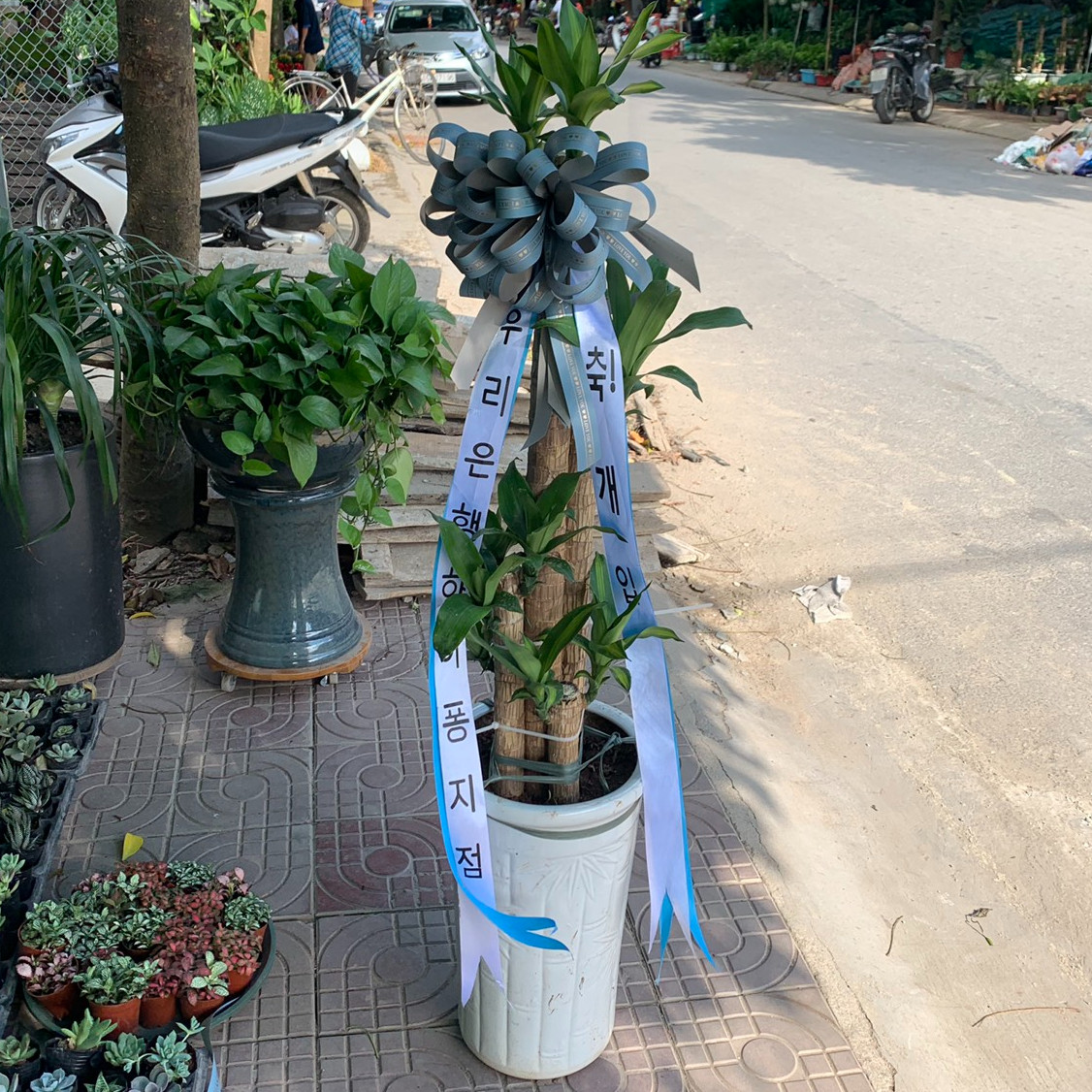 Chậu cây Thiết Mộc Lan - đường kính 40 x cao 170 cm - cây cảnh chúc mừng khai trương, tân gia