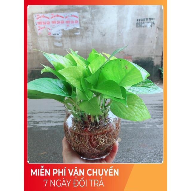 Trầu Bà Thái Vàng Trồng Thuỷ Sinh