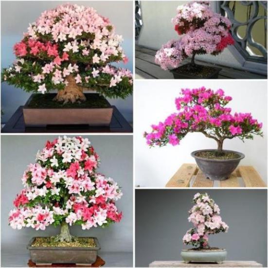 COM BO 3 CÂY GIỐNG HOA ĐỖ QUYÊN NHẬT BẢN ĐỦ MÀU