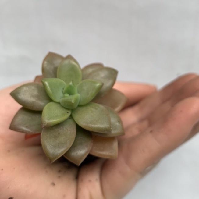 Sen đá mini 4-7cm siêu khỏe đã thuần khí hậu lỗi 1 đổi 1