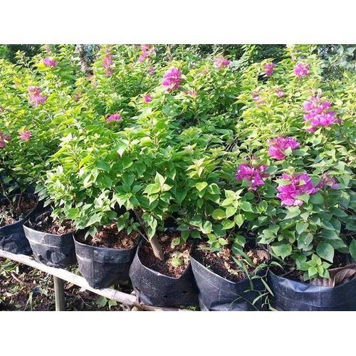 CHẬU HOA GIẤY ĐỦ MÀU, CHẬU LỚN, GIÁ SIÊU RẺ