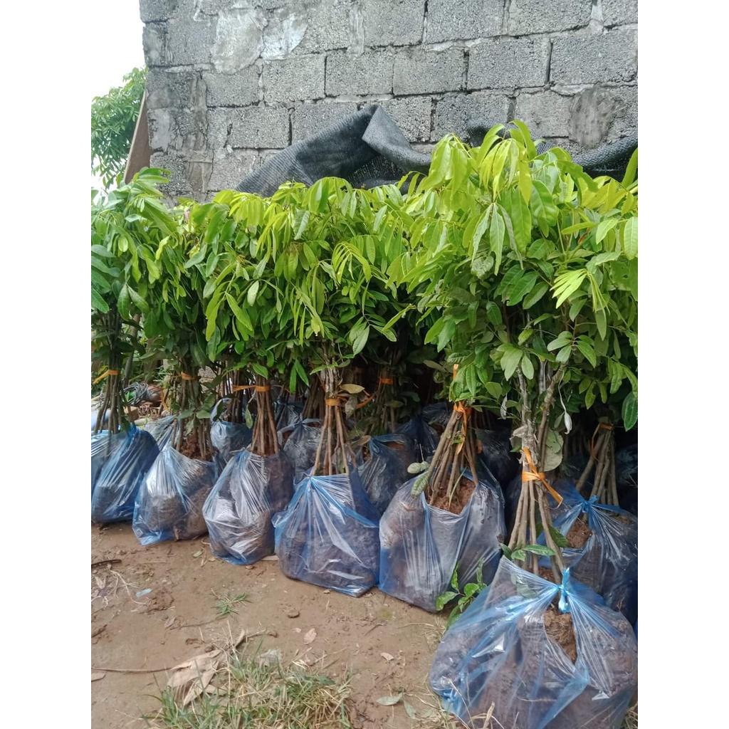 Cây giống nhãn tiêu siêu sai