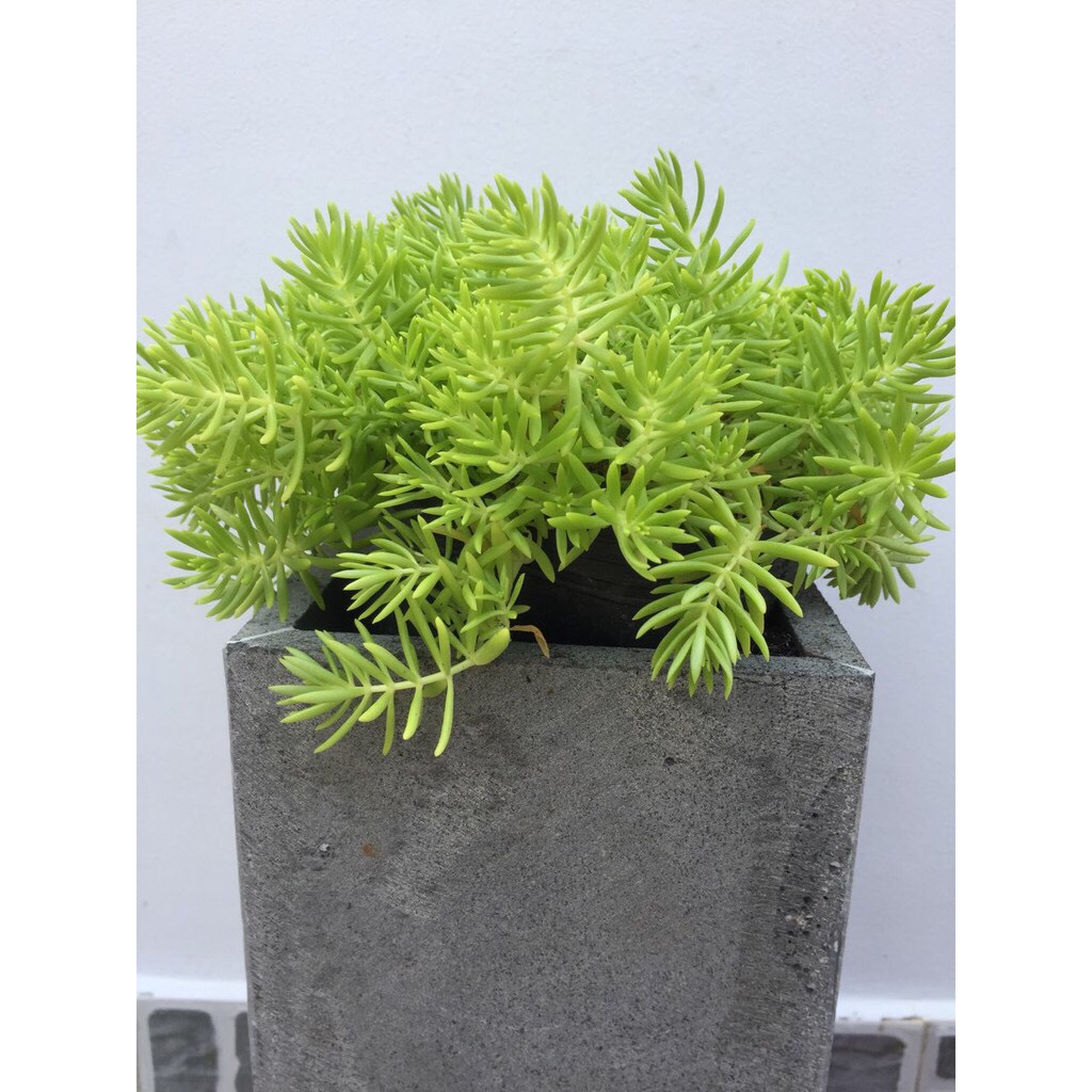 Chậu hoa đá ong xám 20 x 20cm