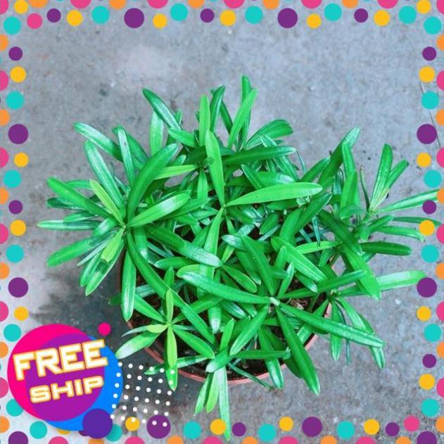 Cây Tùng Vạn Niên