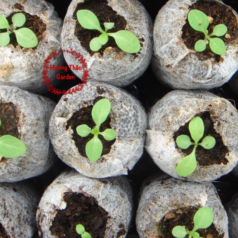 10 Viên Nén Sơ Dừa Ươm Hạt Giống