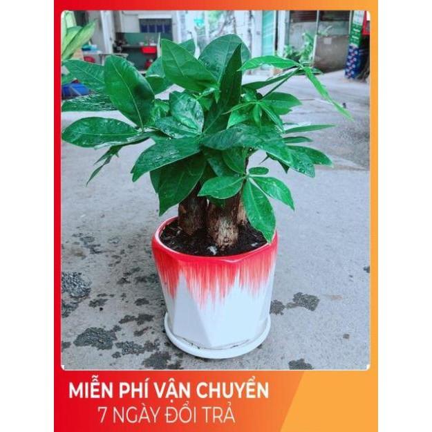 Chậu Kim Ngân 3 Thân