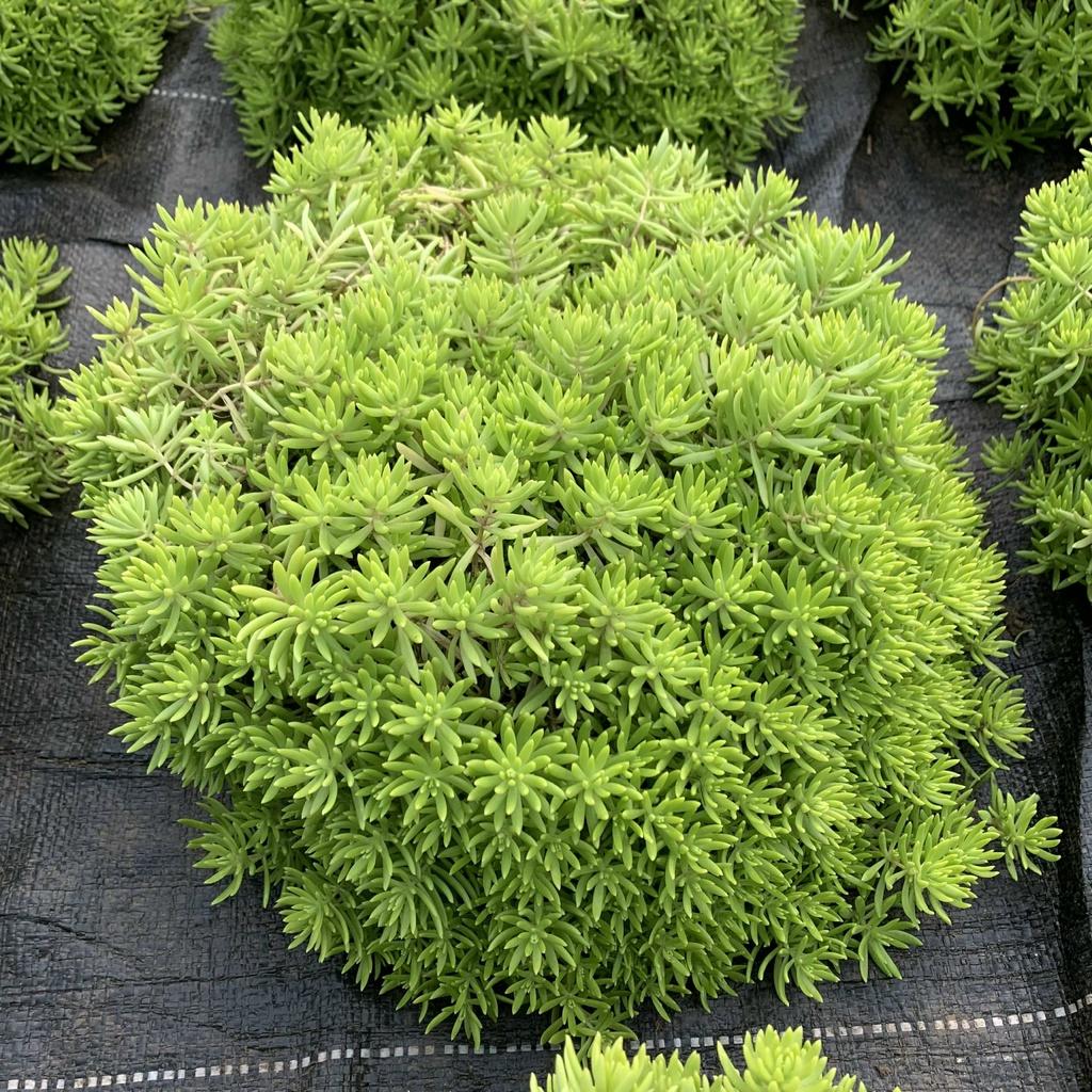 Cây sao băng, cây 10h úc treo giỏ bán kính 20cm, chậu cây cảnh treo trang trí ban công và sân vườn