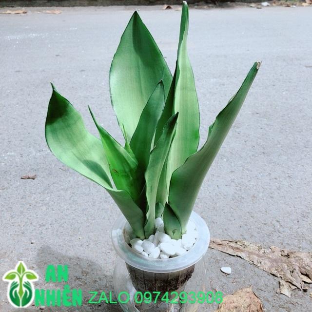 Chậu Lưỡi Hổ Bạc Thuỷ Canh