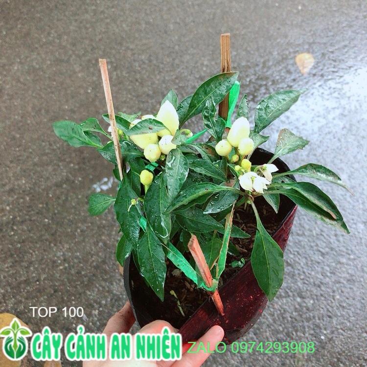 Bụi Ớt Vàng