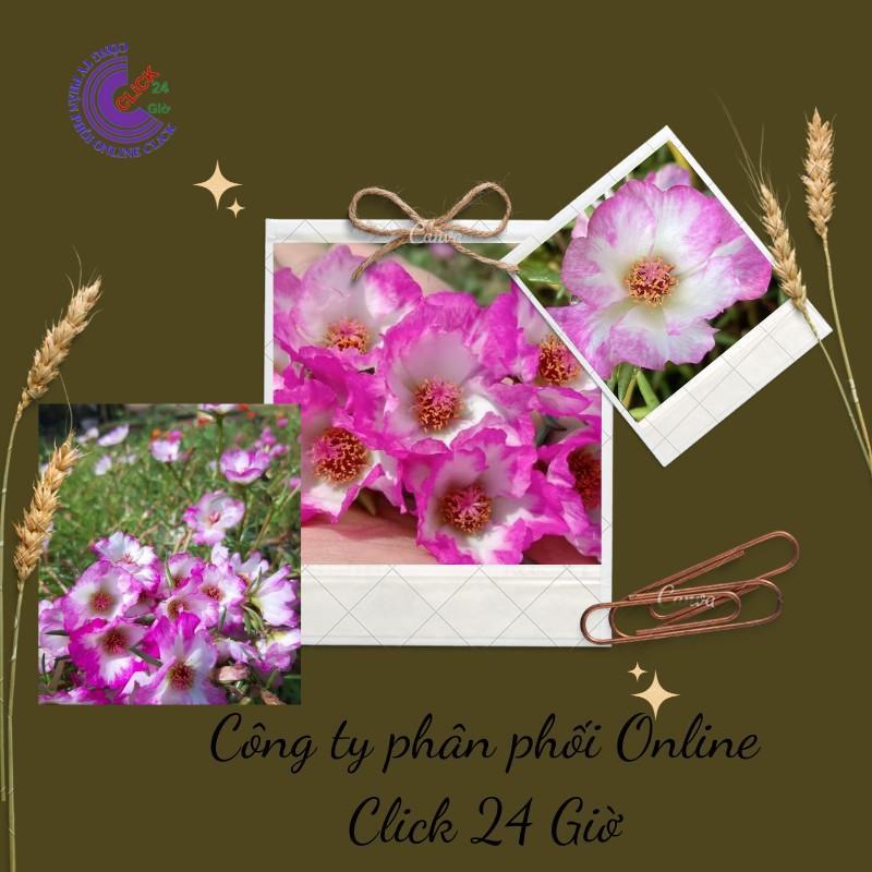 1 Ký Cành Giống Hoa Mười Giờ Thái Đơn Viền Hồng Siêu Siêng Hoa, Màu Chớp Đẹp Rực Rỡ Hoa Mười Giờ Bonsai & Phụ Kiện