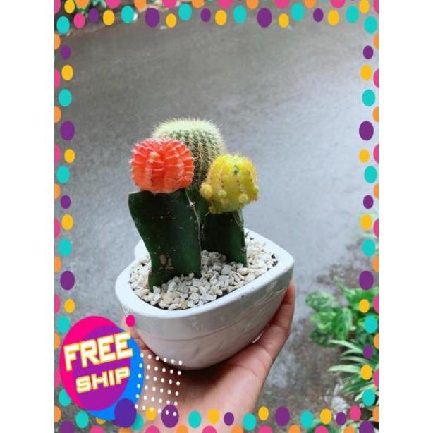 Chậu Xương Rồng Trái Tim