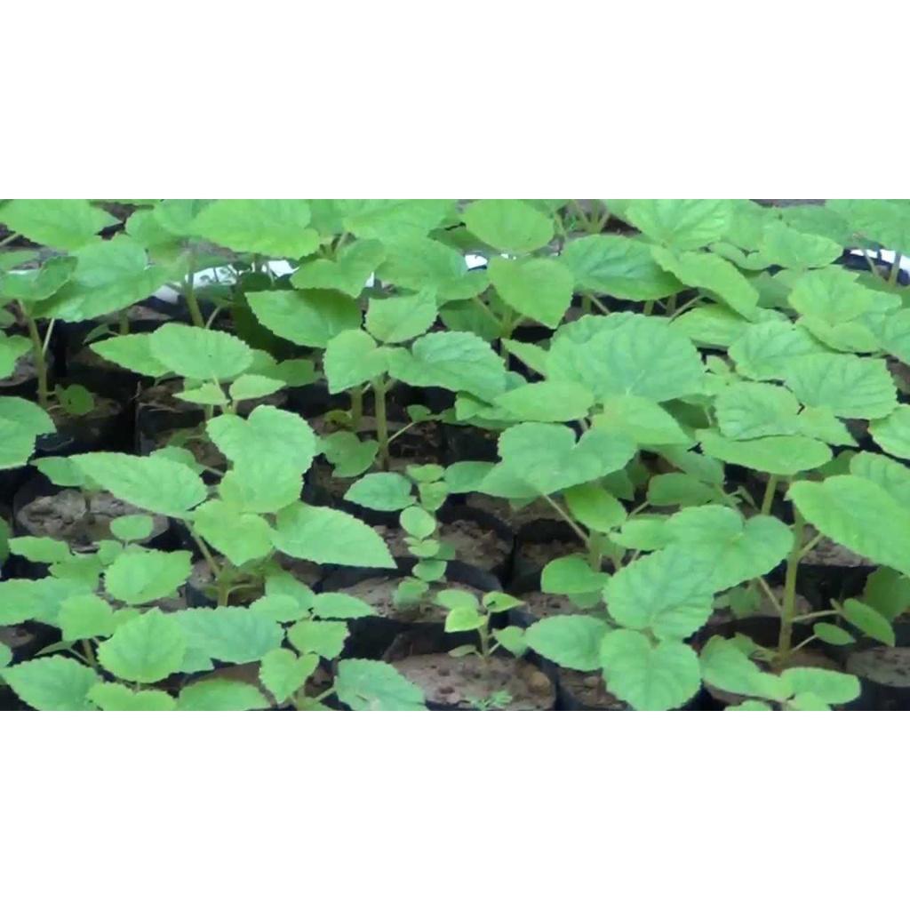 0.5 KG HẠT GIỐNG CÂY HÔNG