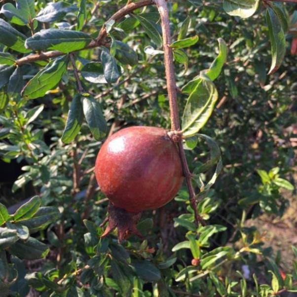 Cây lựu đang cho trái